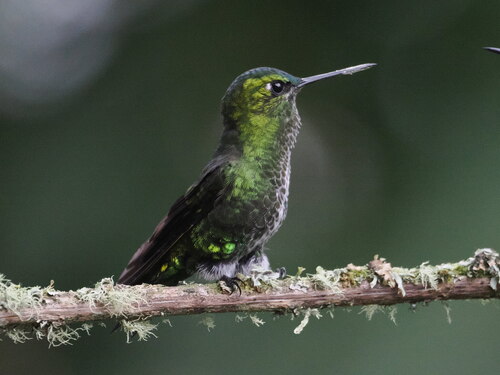 Black-thighed Puffleg (Eriocnemis derbyi), photo 4