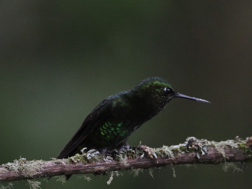 Black-thighed Puffleg (Eriocnemis derbyi), photo 5