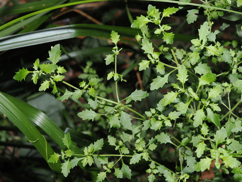 Prostanthera incisa, photograph 3