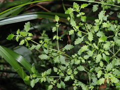 Prostanthera incisa, photograph (c) Thomas Mesaglio, some rights reserved (CC BY)