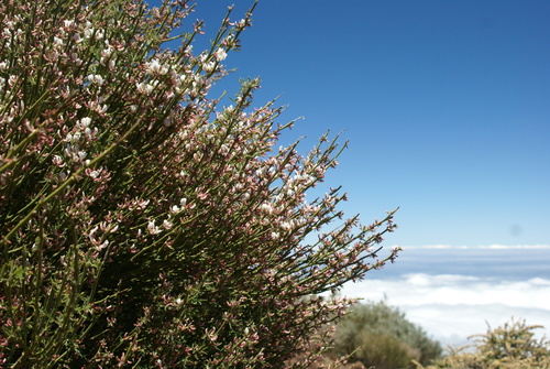 Cytisus supranubius (Cytisus supranubius)