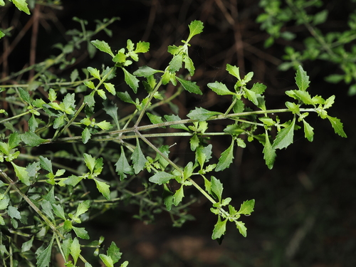 Prostanthera incisa, photograph 2