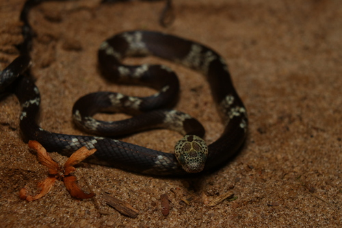Common Spotted Night Snake
