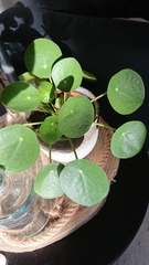 Pilea peperomioides
