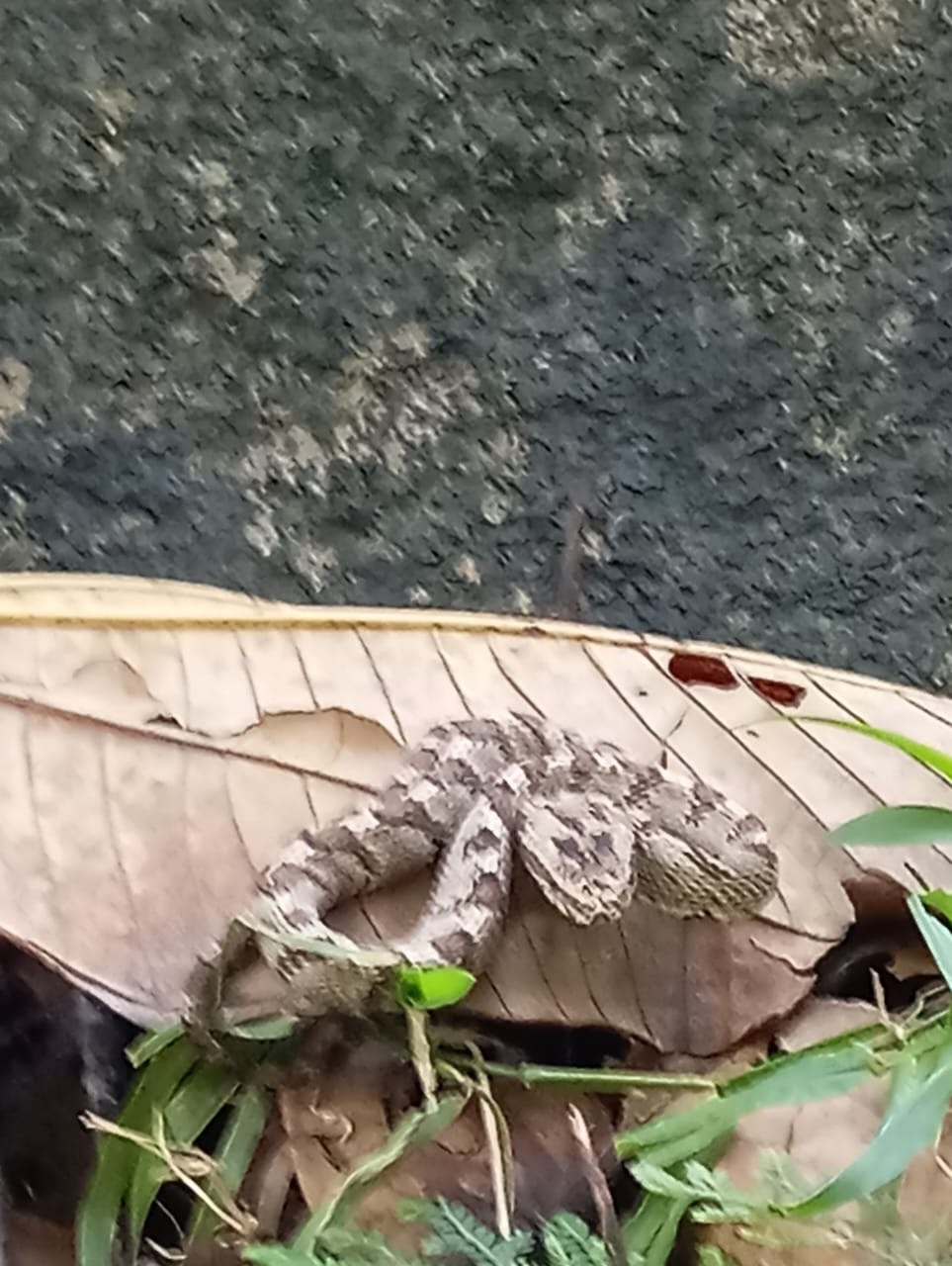 Shropshire's Puffing Snake photo 6