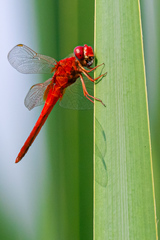 Crocothemis servilia