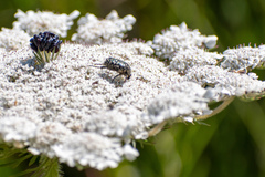 Oxythyrea funesta