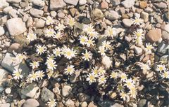 Endocellion sibiricum