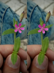 Silene fuscata
