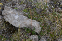 Endocellion sibiricum
