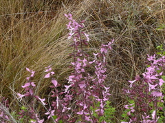 Syncolostemon transvaalensis
