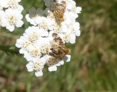 Oxyna flavipennis