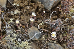 Endocellion sibiricum