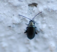 Phyllotreta nigripes