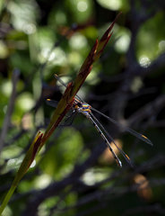 Chlorolestes conspicuus