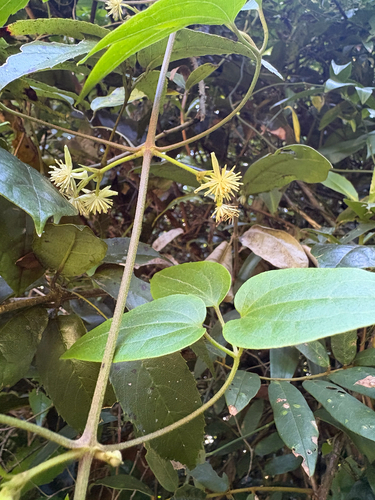 Clematis pickeringii observed 2026-01-26