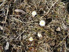 Endocellion sibiricum