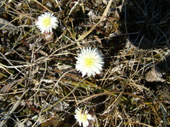Endocellion sibiricum