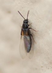 Atheta triangulum