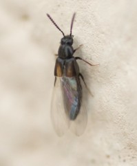 Atheta triangulum