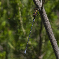 Chlorolestes conspicuus