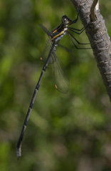 Chlorolestes conspicuus