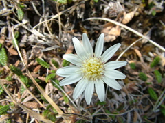 Endocellion sibiricum