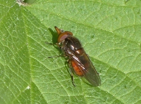 Heineken Fly