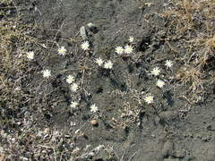 Endocellion sibiricum