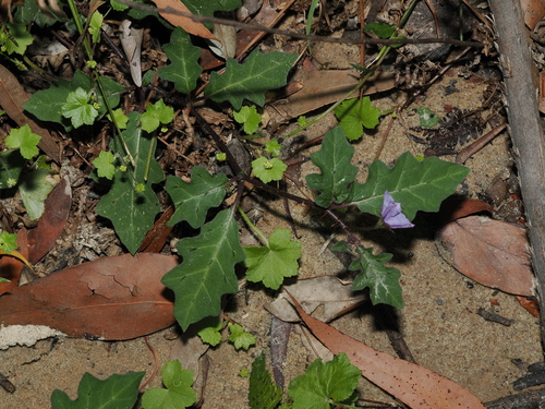 Eastern Nightshade (Solanum pungetium)