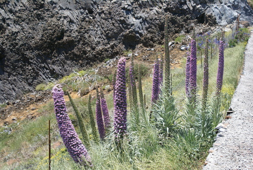 Echium perezii, photograph 3