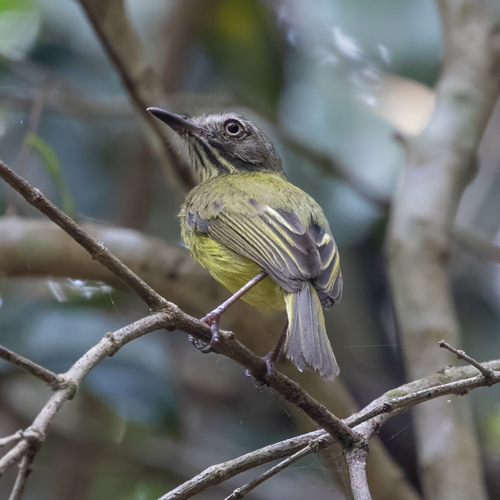 Stripe-necked Tody-Tyrant (Hemitriccus striaticollis), photo 9