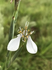 Moraea pubiflora