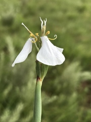 Moraea pubiflora