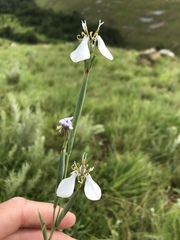 Moraea pubiflora
