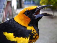 Spot-Breasted Oriole photo 2