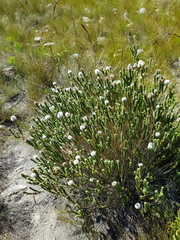 Stilbe albiflora