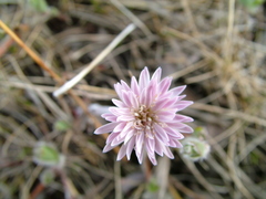 Endocellion sibiricum