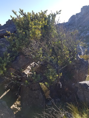 Podocarpus elongatus