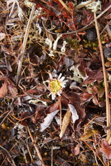 Endocellion sibiricum