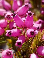 Erica doliiformis