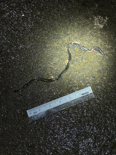 Bornean Reed Snake