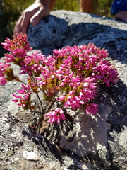Erica doliiformis