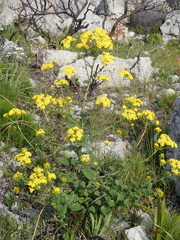Senecio variifolius