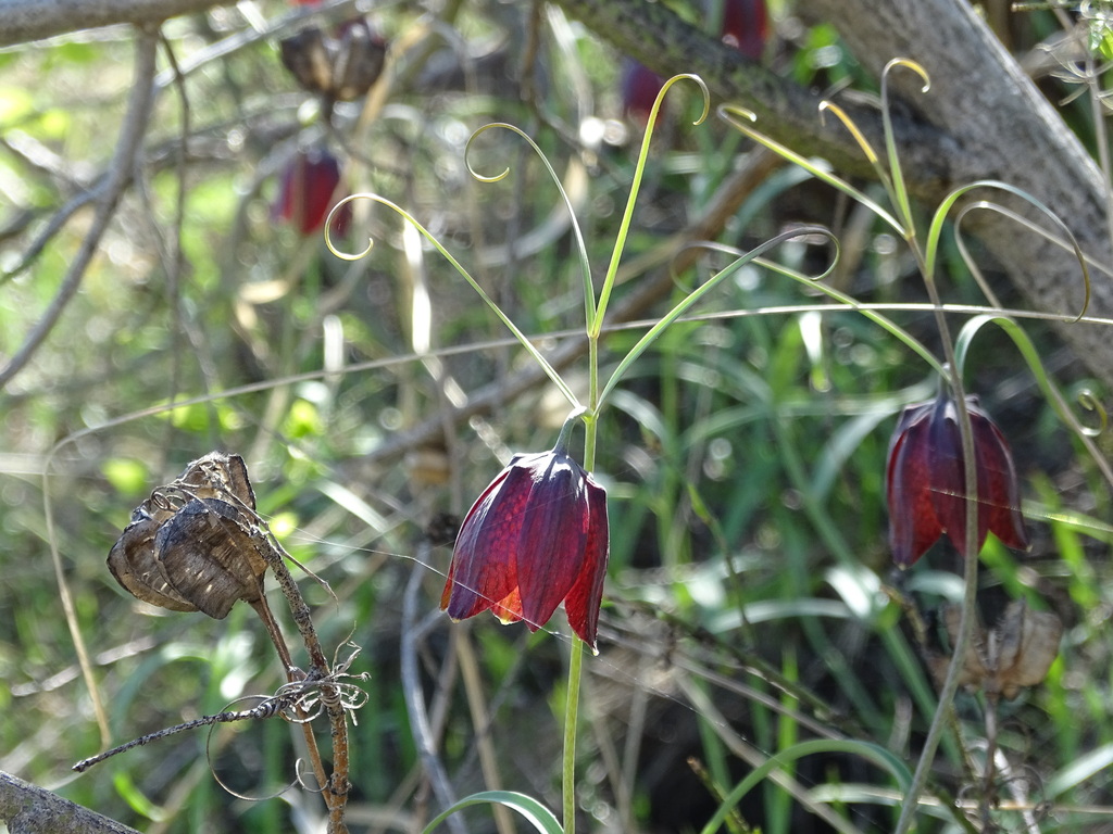 Ruthenian Fritillary from Красноармейский р-н, Саратовская обл., Россия ...