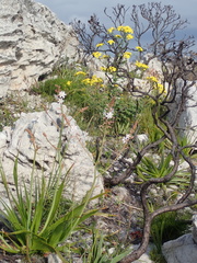 Senecio variifolius