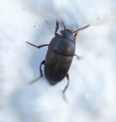 Ptomaphagus