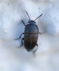 Ptomaphagus