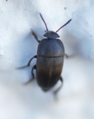 Ptomaphagus