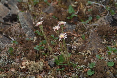 Endocellion sibiricum